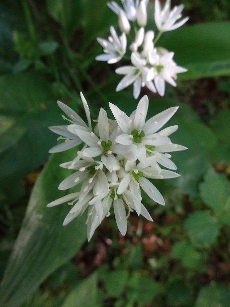 Bärlauch (Allium ursinum) - Blüten