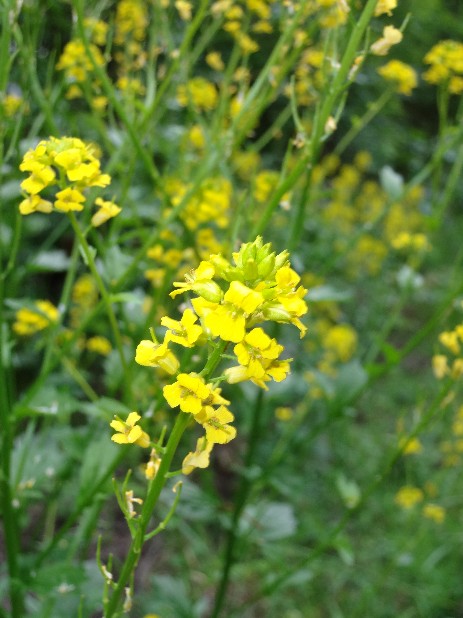 Winterkresse/Barbarakraut (Barbarea vulgaris)-Blüte