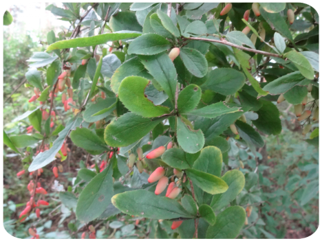 Berberitze (Berberis vulgaris) - Blätter und Früchte