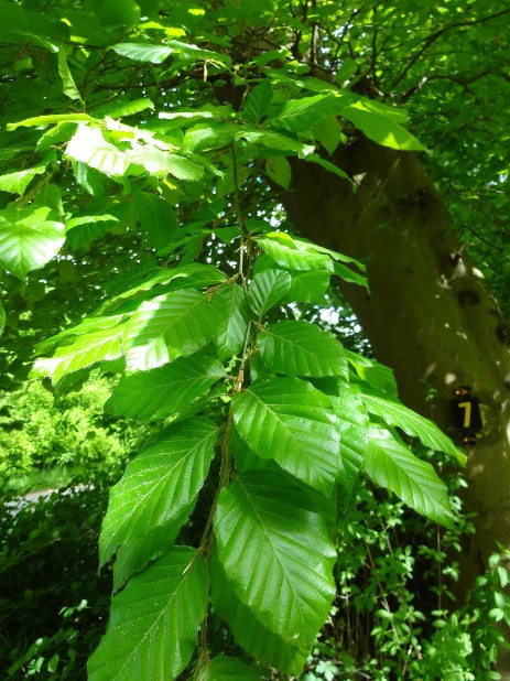 Blätter Rot-Buche (Fagus sylvatica)