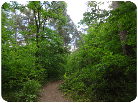 Weg im Dossenwald