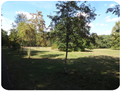 Wiese im Dossenwald mit Ebereschen