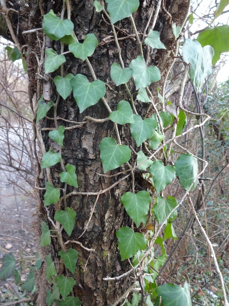 Efeu (Hedera helix) um Baum geschlungen