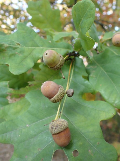 Stiel-Eiche (Quercus robur)