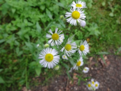 Feinstrahl-Berufkraut (Erigeron annuus), Blüte am Wegesrand MA-Schönau
