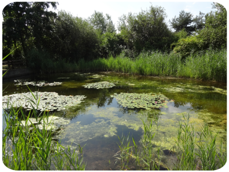 Naturnaher Gartenteich