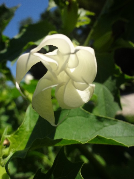 Gemeiner Stechapfel (Datura stramonium)- Blüte