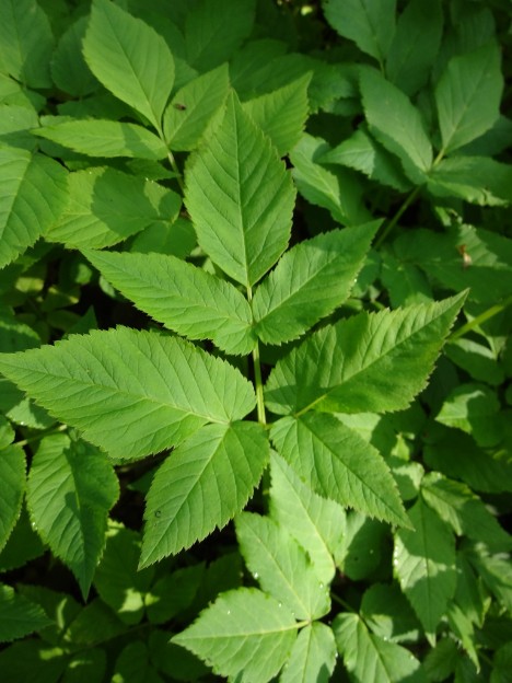 Giersch (Aegopodium podagraria)
