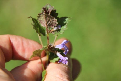 Gundermann (Glechoma hederacea)