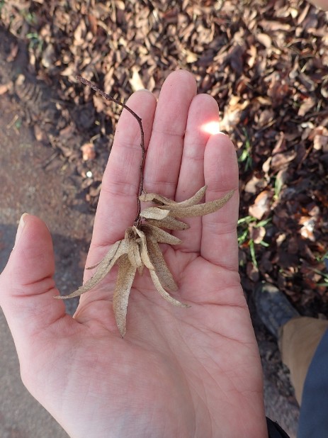 Fruchtstand Hainbuche (Carpinus betulus)