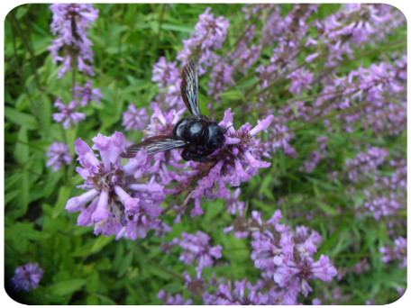 Holzbiene (Xylocopa iris) auf Heil-Ziest (Betonica officinalis)