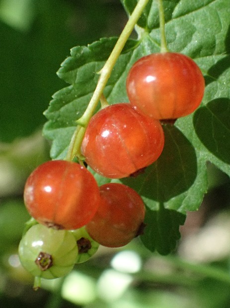 Früchte der Roten Johannisbeere ( Ribes rubrum var. rubrum)