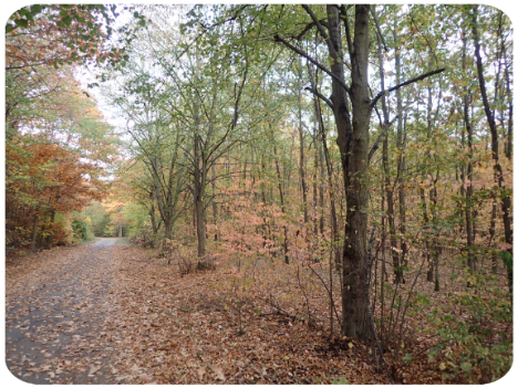 Käfertaler Wald im Herbst mit Linden und Roteichen