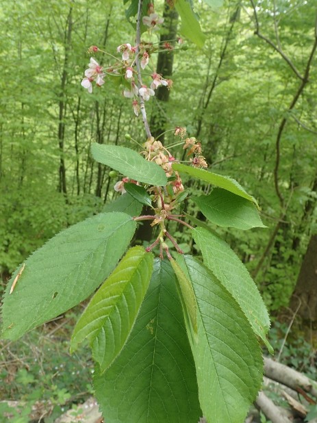 Vogel-Kirsche (Prunus avium)