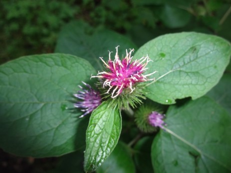 Kleine Klette (Arctium minus) -Blüte