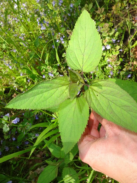 Knotige Braunwurz (Scrophularia nodosa)-junge Pflanze