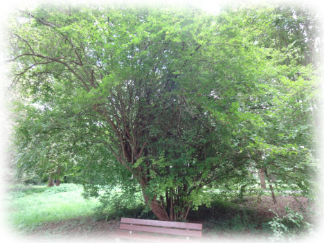 Kornelkirsche (Cornus mas) hinter Bank im Waldpark