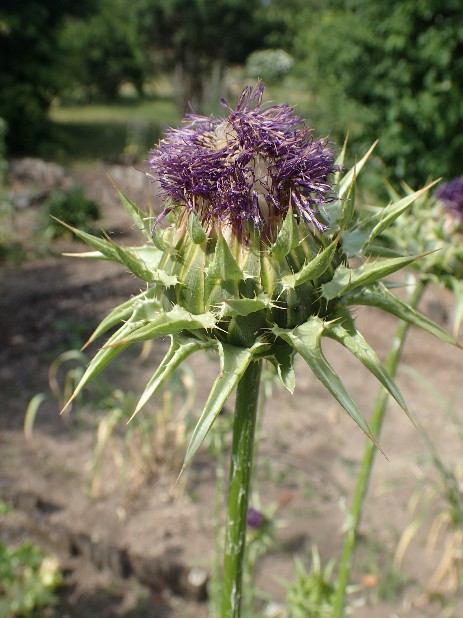 Mariendistel (Sylibum marianum)
