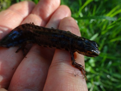 Teichmolch (Lissotriton vulgaris)