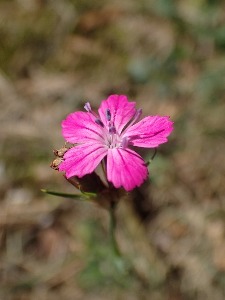 Karthäuser Nelke (Dianthus carthusianorum), Blüte