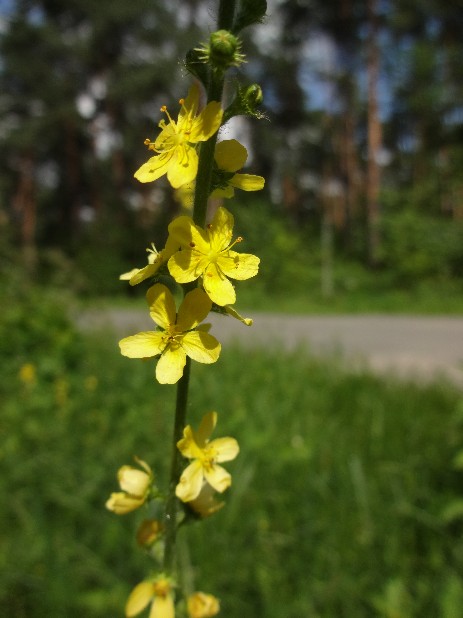 Großer Odermennig (Agrimonia procera)-Blütenstand