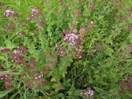 Echter Dost (Origanum vulgare)- Blühende Pflanzen