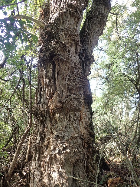 Schwarz-Pappel (Populus nigra)