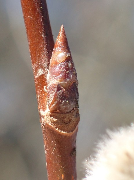 Knospe Zitter-Pappel (Populus tremula)