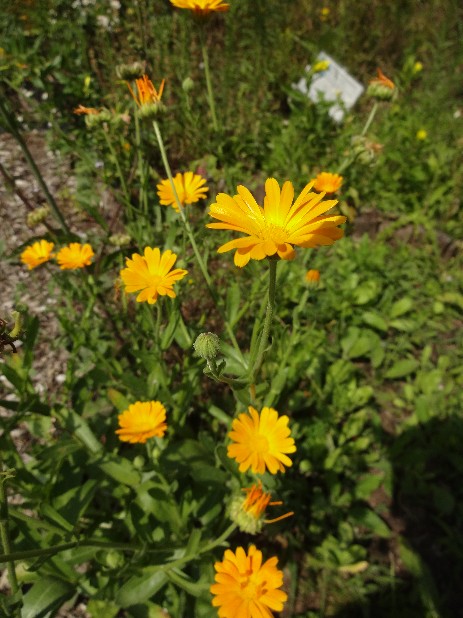 Ringelblume (Calendula officinalis)