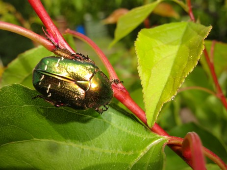Goldglänzender Rosenkäfer (Cetonia aurata) auf Aprokosenbaum