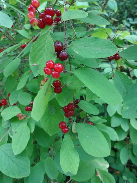 Rote Heckenkirsche (Lonicera xylosteum), Früchte+Blätter (giftig)