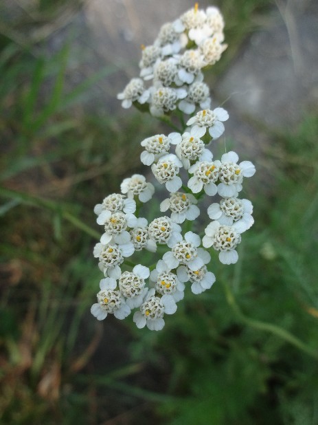 Gemeine Schafgarbe (Achillea millefolium)-Blüten