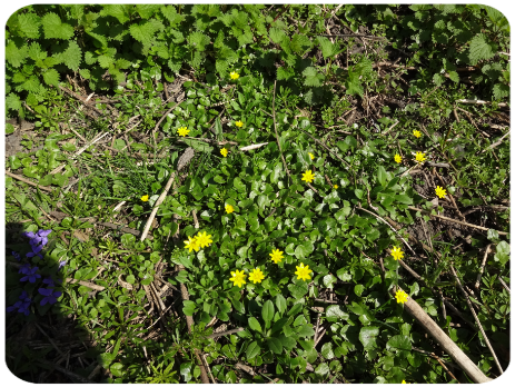 Scharbockskraut (Ficaria verna)