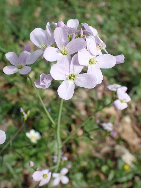 Wiesen-Schaumkraut (Cardamine pratensis)- Blüte