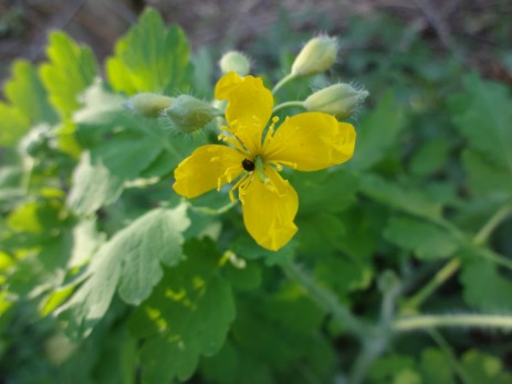 Schöllkraut (Chelidonium majus)- Gelbe Blüte