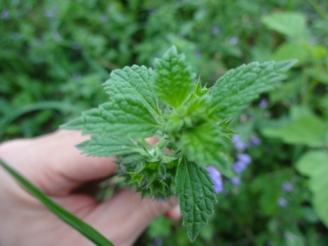 Schwarznessel (Ballota nigra)
