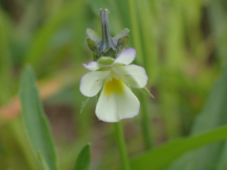 Acker-Stiefmütterchen (Viola arvensis subsp. arvensis)