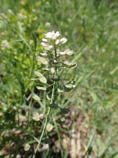 Durchwachsenblättriges Täschelkraut (Microthlaspi perfoliatum)