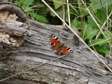 Tagpfauenauge (Aglais io)