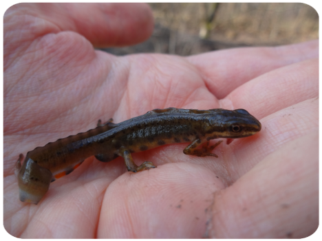 Teichmolch (Lissotriton vulgaris) auf Hand
