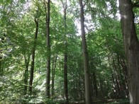 Buchenwald
