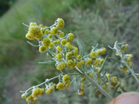 Wermut (Artemisia absinthium) - gebliche Blüten