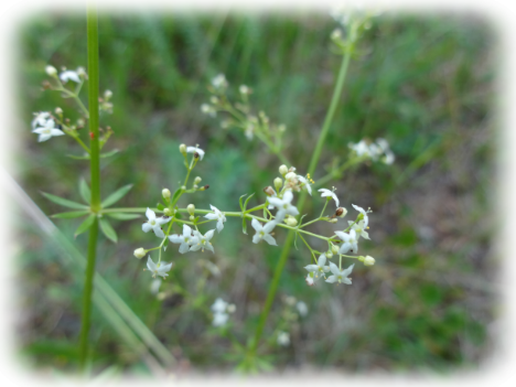 Wiesen-Labkraut (Galium mollugo agg)-Blüten