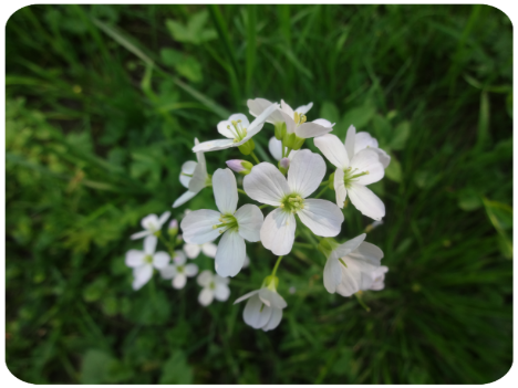 Blüten Wiesen-Schaumkraut (Cardamine pratensis)